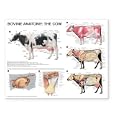 Bovine Anatomy: The Cow Anatomical Chart by Anatomical Chart Company