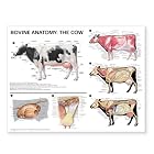 Click here to buy Bovine Anatomy: The Cow Anatomical Chart by Anatomical Chart Company.