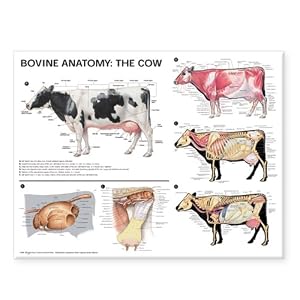 Bovine Anatomy: The Cow Anatomical Chart by Anatomical Chart Company