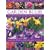 The Complete Practical Handbook of Garden Bulbs: How to create a spectacular flowering garden throughout the year with bulbs, corms, tubers and rhizomes (Complete Practical Handbook)