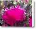 ornamental cabbage Canvas Print / Canvas Art - Artist Kae Cheatham
