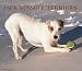 For the Love of Jack Russell Terriers 2007 Deluxe Calendar (Multilingual Edition)