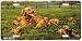 Golden Pups - Dogs - Wildlife Art Print - License Plate Tag By Hautman Brothers From ...