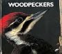 Woodpeckers (Naturebooks: Birds)