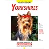 Yorkshires