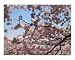 Cherry Blossoms in Full Emerging Artists Photographic Poster Print by Kya Sainsbury-Carter, 20x16