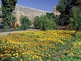 IMAGE OF Gardens and Crenellated Walls of Kasbah des Oudaias, Morocco Premium Photographic Poster Print by John & Lisa Merrill, 40x30