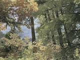 IMAGE OF Autumn Color Adds Brillance to a Woodland View Premium Photographic Poster Print by Annie Griffiths Belt, 30x40