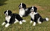 Border Collie (lying) 16in Animal Puppet (P84014)