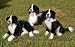 Border Collie (sitting) 16in Animal Puppet (P84015)
