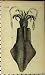 c1810 SQUID SEA LIFE COPPER ENGRAVING ANTIQUE PRINT