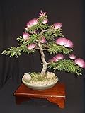 Albizia Julibrissin Mimosa Bonsai Persian Pink Silk Tree 10 seeds Rare