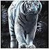 Reeves Scraperfoil: White Tiger