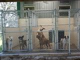 Business Plan: Dog Boarding Kennel Facility Service NEW 08!