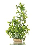 K&A Imports Vibrant Green Ludwiga with Mini Green Stonewart, Extra Large