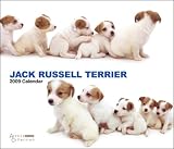 2009 Jack Russell Terriers Artlist Deluxe Wall Calendar Multilingual Edition 2009 Jack Russell Terriers Artlist Deluxe Wall Calendar Multilingual Edition
