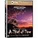 A Thief of Time