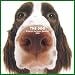 Artlist Collection the Dog 2005 Calendar English Springer Spaniel (Multilingual Edition)