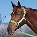 Hamilton Deluxe 1" Nylon Horse Halter with Adjustable Chin and Throat Snap, Mango, Average (500-800 lbs)