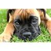Cute Boxer Puppy A2 poster/print
