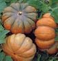 Musque de Provence Pumpkin 10 Seeds - Fairytale