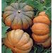 Musque de Provence Pumpkin 10 Seeds - Fairytale