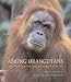 Search : Among Orangutans: Red Apes and the Rise of Human Culture