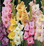 51QZF0A%2BoEL. SL160  Cut Price Flower Bulbs