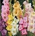 10 Mixed Pastel Gladiolus Flower Bulbs