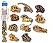 Safari Ltd Dinosaur Skulls TOOB, 11 pieces