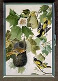 JOHN J. AUDUBON BALTIMORE ORIOLE CIGARETTE CASE WALLET