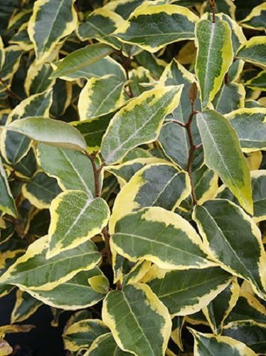 'Olive Martini' TM Silverberry - 4" pot - Eleagnus x ebbengii 'Viveleg' PP#20,177