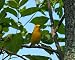 Prothonotary Warbler