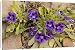Canvas Prints of Karoo violet from Ardea Wildlife Pets