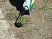 Korean Handheld Garden Hoe Tool