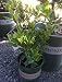 Bay Laurel Plant, One Gallon Container by Monrovia Growers