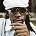Jah Cure