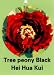 Tree Peony Hei Hua Kui