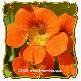 Nasturtium (Tropaeolum majus) Jumbo Wildflower Seed Packet - 50 Seeds