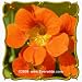 Nasturtium (Tropaeolum majus) Jumbo Wildflower Seed Packet - 50 Seeds