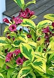 Eyecatcher Weigela -Outdoors or Bonsai- Electric Yellow