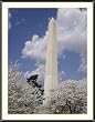 Festival of Cherry Blossoms at the Washington Monument - Beautiful approx. 22"x26" Framed & Matted Photographic Print by Carol M. Highsmith