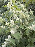 Japanese Knotweed, Flowering Photographic Poster Print by Kidd Geoff, 18x24