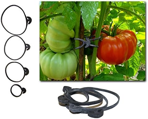 Henrich Anchor Bands -Tomato plant vine support rubber band ties - (6) of each size (24 total)