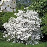 Amazon / Tropical Oasis: FLOWERING DOGWOOD CORNUS FLORIDA BULK 500 seeds