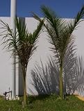 Eigenschaften tropical.garden  / Königspalme, kubanisch - Roystonea regia 5K