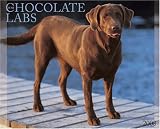 Just Chocolate Labs 2008 Calendar (Just)