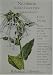 Nicotiana Seeds Indian Peace Pipe