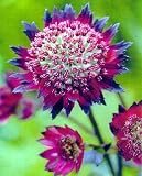 Moulin Rouge Masterwort - Astrantia - SHADE - Potted