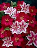 Clematis Nelly Moser®, 1 Pflanze im 2 Liter Topf